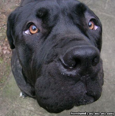 Mastino Napoletano Hunde Foto 17231 in höherer Auflösung ansehen Mastino Napoletano Schau mir in die Augen, Kleines!