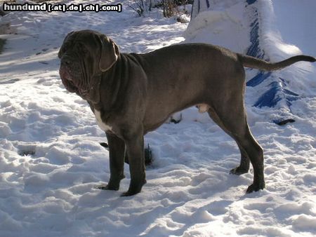 Mastino Napoletano Hunde Foto 19191 in höherer Auflösung ansehen Mastino Napoletano