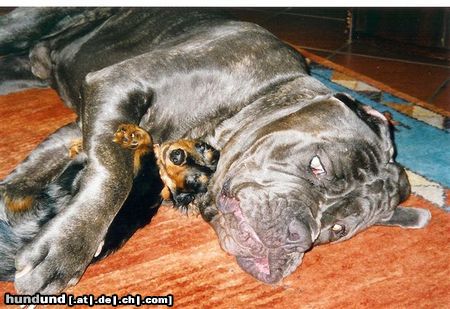 Mastino Napoletano Hunde Foto 12887 Mastino Napoletano Sergio und Django