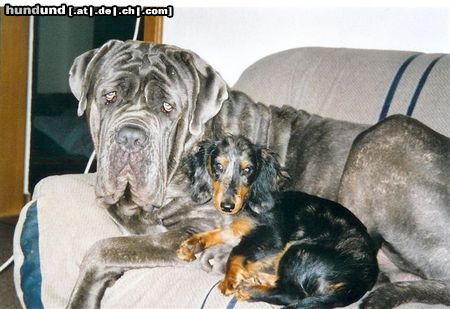 Mastino Napoletano Hunde Foto 12888 Mastino Napoletano Sergio und Django