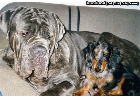Mastino Napoletano Hunde Foto 12889 Mastino Napoletano Sergio und Django