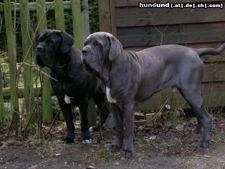 Mastino Napoletano Hunde Foto 17603 in höherer Auflösung ansehen Mastino Napoletano