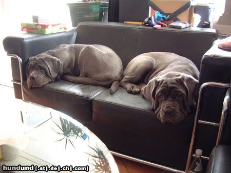 Mastino Napoletano Hunde Foto 9854 Mastino Napoletano Endlich Mittagsschläfchen