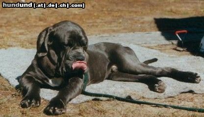 Mastino Napoletano Hunde Foto 15028 in höherer Auflösung ansehen Mastino Napoletano Benito Guardia-del-Corpo
