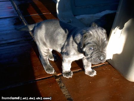 Mastino Napoletano Hunde Foto 10337 Mastino Napoletano Tja,was soll ich machen,bin doch erst 24 Tage alt ???