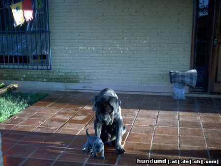 Mastino Napoletano Hunde Foto 10335 Mastino Napoletano Hallo Papa,so klein warst Du auch mal !!! Da staunst Du was ???