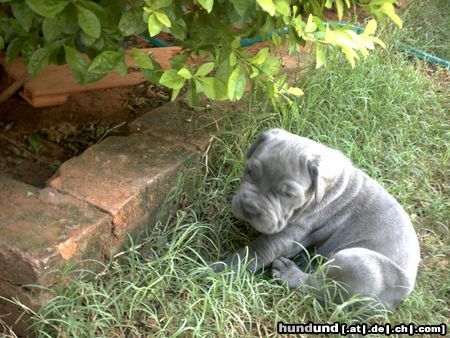 Mastino Napoletano Hunde Foto 10334 Mastino Napoletano Ich werde auch noch ganz groß ;-) Bin ja erst 4 Wochen alt