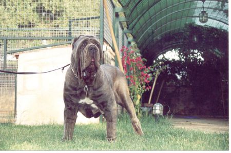 Mastino Napoletano Hunde Foto 1318 Mastino Napoletano JUSTO DE NAHUEL