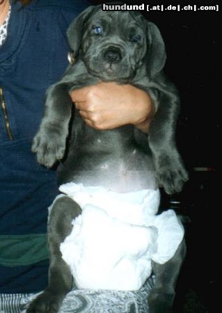 Mastino Napoletano Hunde Foto 6238 Mastino Napoletano Bona mit Pampers,bin ich nicht Süß?