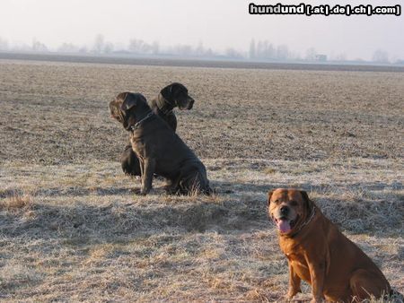 Mastino Napoletano Das Dreamteam aus Ludwigshafen