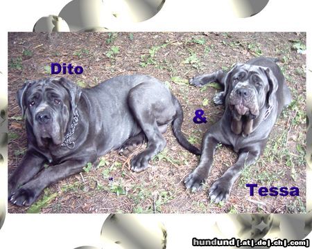 Mastino Napoletano Hunde Foto 12919 Mastino Napoletano Ich hab Hunger, gibts nix mehr???