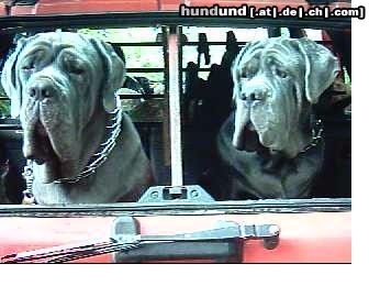 Mastino Napoletano Hunde Foto 12916 Mastino Napoletano Besser als laufen oder????:-)