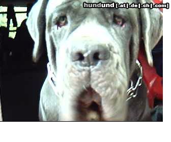 Mastino Napoletano Hunde Foto 12917 Mastino Napoletano Besser als laufen oder????:-)