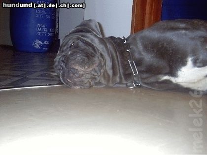 Mastino Napoletano Hunde Foto 11198 Mastino Napoletano Ich bin Kira,Hundemüde.............