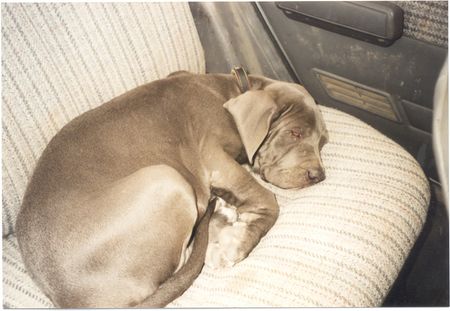 Mastino Napoletano ist das nicht ein schöner Hund???