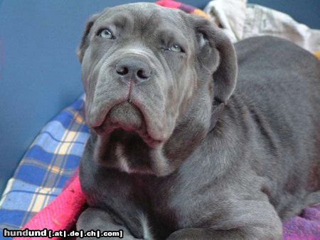 Mastino Napoletano Hunde Foto 5414 Mastino Napoletano enya mit 3 monaten