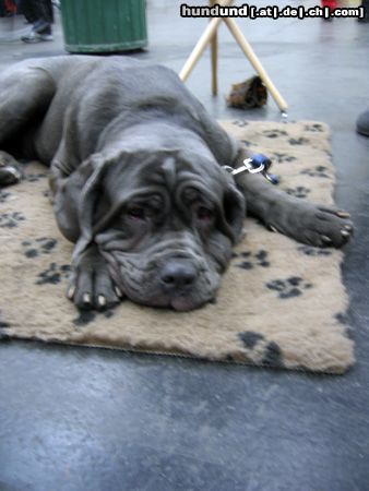 Mastino Napoletano Hunde Foto 9682 Mastino Napoletano 9-monatiger Mastino auf der IHA 2004 in Graz