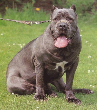 Mastino Napoletano Hunde Foto 14 Mastino Napoletano