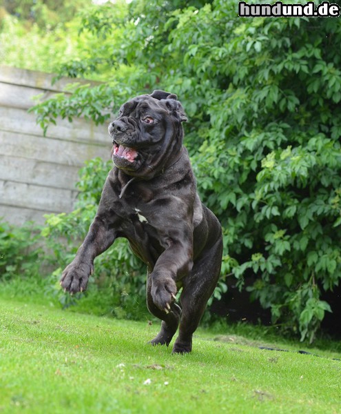 Mastino Napoletano Hunde Foto 47106 Mastino Napoletano Lustiger Mastino Napoletano