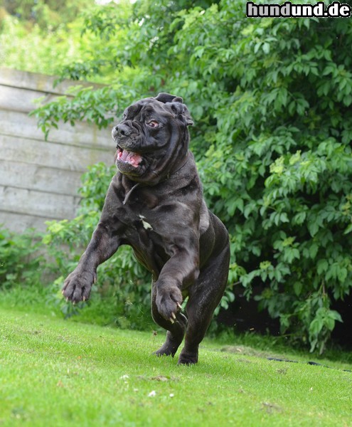 Mastino Napoletano Lustiger Mastino Napoletano