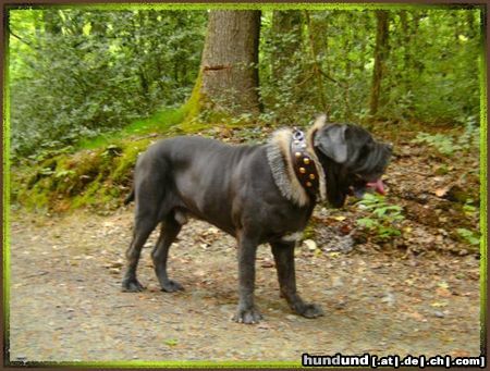 Mastino Napoletano Azzuro Leone 