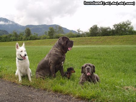 Mastino Napoletano Hunde Foto 12871 Mastino Napoletano Nikita Sergio Django Fortuna