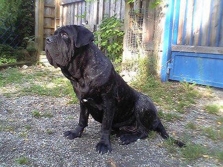 Mastino Napoletano Hunde Foto 26839 in höherer Auflösung ansehen Mastino Napoletano oswald (1jahr)