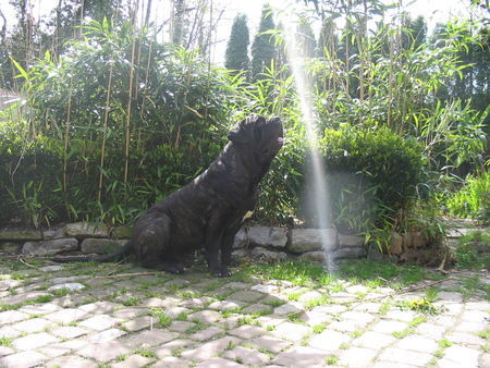 Mastino Napoletano Hunde Foto 41780 in höherer Auflösung ansehen Mastino Napoletano Oswald 2008