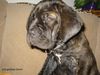 Mastino Napoletano Foto: Pandorra mit 9 Wochen (ID 16834) Mastino Napoletano Hund