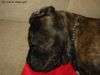 Mastino Napoletano Foto: Nochmals Pandorra (ID 16835) Mastino Napoletano Hund