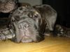 Mastino Napoletano Foto: Pandorra mit 15 Wochen (ID 16846) Mastino Napoletano Hund