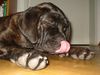 Mastino Napoletano Foto: Soooooo müde ! (ID 17249) Mastino Napoletano Hund