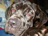 Mastino Napoletano Foto: Pandorra Romano 5 Monate (ID 17531) Mastino Napoletano Hund