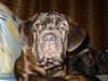 Mastino Napoletano Foto (ID 17532) Mastino Napoletano Hund
