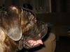 Mastino Napoletano Foto: Pandorra Romano 4 Monate (ID 17352) Mastino Napoletano Hund