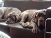 Mastino Napoletano Foto: Neeee, so rum ist bequemer! (ID 9855) Mastino Napoletano Hund