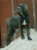 Mastino Napoletano Foto: Benito Guardia-del-Corpo (ID 15027) Mastino Napoletano Hund