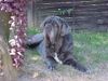 Mastino Napoletano Foto: Schönster Mastino Napoletano von (ID 6102) Mastino Napoletano Hund