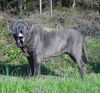 Mastino Napoletano Foto: Mastino Napoetano Rüde 11 Monate alt . (ID 41832) Mastino Napoletano Hund
