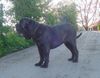 Mastino Napoletano Foto: Mastino Napoetano Rüde 11 Monate alt . (ID 41833) Mastino Napoletano Hund