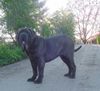 Mastino Napoletano Foto: Mastino Napoetano Rüde 11 Monate alt . (ID 41834) Mastino Napoletano Hund