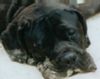 Mastino Napoletano Foto: Artu (ID 15033) Mastino Napoletano Hund