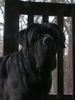 Mastino Napoletano Foto: Artu (ID 17224) Mastino Napoletano Hund