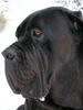 Mastino Napoletano Foto: Artu (ID 17225) Mastino Napoletano Hund