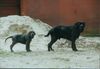 Mastino Napoletano Foto: Artu und Benito (ID 15030) Mastino Napoletano Hund