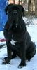 Mastino Napoletano Foto: Artu (ID 17226) Mastino Napoletano Hund