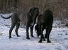 Mastino Napoletano Foto: endlich Schnee (ID 17227) Mastino Napoletano Hund