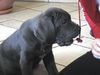 Mastino Napoletano Foto: Massimo 10 Wochen (ID 21691) Mastino Napoletano Hund