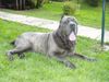 Mastino Napoletano Foto: Zuchtrüde von Minimundus (ID 11133) Mastino Napoletano Hund