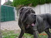 Mastino Napoletano Foto: Ina vom Schloss Velden (ID 37533) Mastino Napoletano Hund